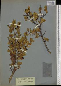 Lonicera microphylla Willd. ex Roem. & Schult., Siberia, Altai & Sayany Mountains (S2) (Russia)