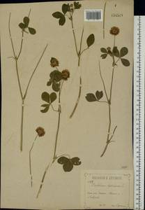 Trifolium hybridum L., Eastern Europe, Central forest-and-steppe region (E6) (Russia)