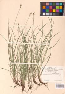 Carex pilulifera L., Eastern Europe, Western region (E3) (Russia)