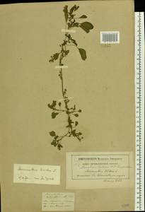 Amaranthus blitum L., Eastern Europe, Moscow region (E4a) (Russia)