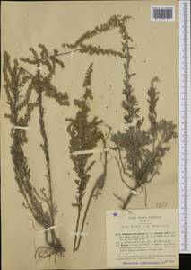 Seriphidium caerulescens subsp. cretacea (Fiori) comb. ined., Western Europe (EUR) (Italy)