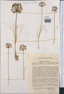 Allium verticillatum Regel, Middle Asia, Western Tian Shan & Karatau (M3) (Kazakhstan)