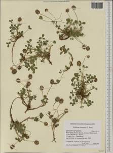 Trifolium fragiferum subsp. bonannii (C.Presl)Sojak, Western Europe (EUR) (Bulgaria)