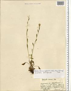 Erigeron annuus (L.) Pers., Eastern Europe, Central region (E4) (Russia)