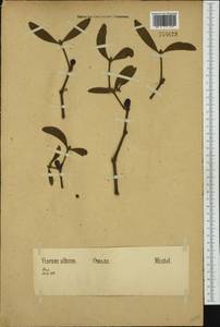 Viscum album L., Western Europe (EUR) (Germany)