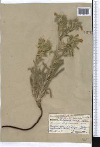 Onosma dichroantha Boiss., Middle Asia, Pamir & Pamiro-Alai (M2) (Uzbekistan)