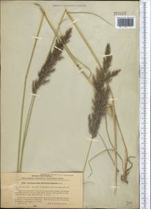 Calamagrostis pseudophragmites (Haller f.) Koeler, Middle Asia, Northern & Central Tian Shan (M4) (Kyrgyzstan)