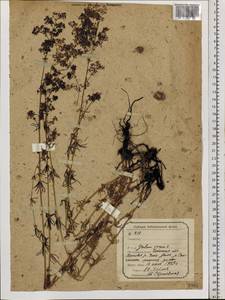 Galium verum subsp. verum, Siberia, Baikal & Transbaikal region (S4) (Russia)