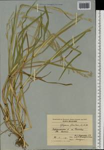Glyceria fluitans (L.) R.Br., Eastern Europe, Moldova (E13a) (Moldova)