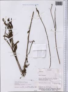 Desmanthus virgatus (L.)Willd., America (AMER) (Paraguay)