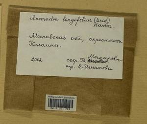 Anomodontella longifolia (Schleich. ex Brid.) Ignatov & Fedosov, Bryophytes, Bryophytes - Moscow City & Moscow Oblast (B6a) (Russia)