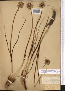 Allium cretaceum × montanostepposum  montanostepposum, Middle Asia, Muyunkumy, Balkhash & Betpak-Dala (M9) (Kazakhstan)