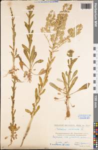 Thlaspi arvense L., Eastern Europe, North Ukrainian region (E11) (Ukraine)
