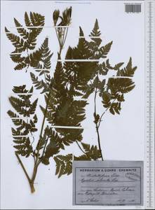 Myrrhis odorata (L.) Scop., Western Europe (EUR) (Germany)