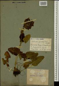 Betonica macrantha K.Koch, Caucasus, Armenia (K5) (Armenia)