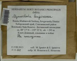 Myuroclada longiramea (Müll. Hal.) Min Li, Y.F. Wang, Ignatov & Huttunen, Bryophytes, Bryophytes - Russian Far East (excl. Chukotka & Kamchatka) (B20) (Russia)