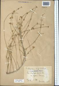 Calligonum caput-medusae Schrenk, Middle Asia, Syr-Darian deserts & Kyzylkum (M7) (Uzbekistan)