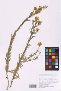 Linaria biebersteinii Besser, Eastern Europe, South Ukrainian region (E12) (Ukraine)
