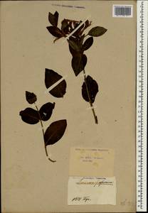 Lonicera japonica Thunb., South Asia, South Asia (Asia outside ex-Soviet states and Mongolia) (ASIA) (Not classified)