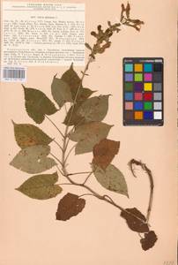 MHA 0 156 135, Salvia glutinosa L., Eastern Europe, Lower Volga region (E9) (Russia)