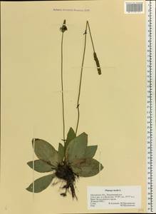 Plantago media L., Eastern Europe, Central forest-and-steppe region (E6) (Russia)