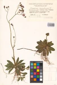 Pilosella aurantiaca, Eastern Europe, Moscow region (E4a) (Russia)