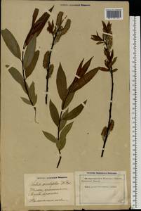 Salix acutifolia Willd., Eastern Europe, Latvia (E2b) (Latvia)