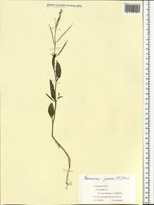 Brassica juncea (L.) Czern., Eastern Europe, Central forest-and-steppe region (E6) (Russia)