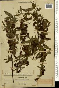 Salix excelsa J.F.Gmel., Caucasus, Azerbaijan (K6) (Azerbaijan)
