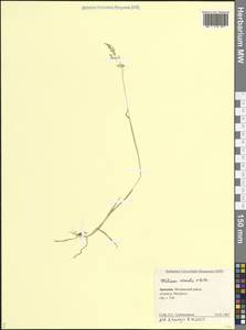 Milium vernale M.Bieb., Caucasus, Armenia (K5) (Armenia)