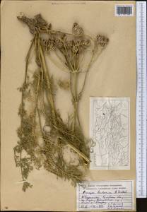 Prangos bucharica B.Fedtsch., Middle Asia, Pamir & Pamiro-Alai (M2) (Tajikistan)