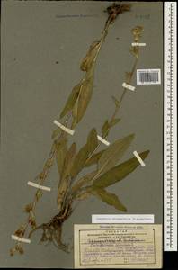 Campanula glomerata subsp. oblongifolia (Kharadze) Fed., Caucasus, Georgia (K4) (Georgia)