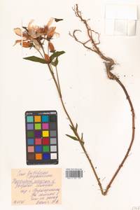 Hypericum ascyron L., Siberia, Russian Far East (S6) (Russia)