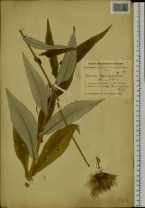 Cirsium heterophyllum (L.) Hill, Siberia, Baikal & Transbaikal region (S4) (Russia)