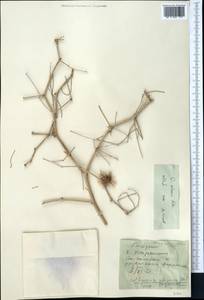 Calligonum setosum (Litv.) Litv., Middle Asia, Karakum (M6) (Turkmenistan)