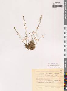 Draba cinerea Adams, Siberia, Chukotka & Kamchatka (S7) (Russia)