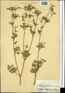 Apium graveolens L., Caucasus, Azerbaijan (K6) (Azerbaijan)