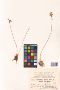 Primula fedtschenkoi Regel, Middle Asia, Pamir & Pamiro-Alai (M2) (Turkmenistan)