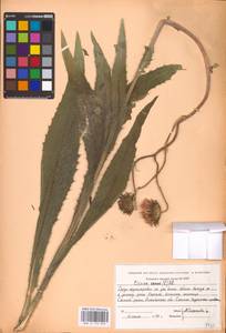 Cirsium canum (L.) All., Middle Asia, Caspian Ustyurt & Northern Aralia (M8) (Kazakhstan)