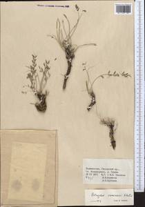 Astragalus masanderanus Bunge, Middle Asia, Pamir & Pamiro-Alai (M2) (Tajikistan)