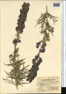 Aconitum soongoricum Stapf, Middle Asia, Northern & Central Tian Shan (M4) (Kyrgyzstan)