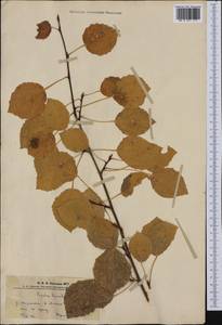 Populus tremula L., Siberia, Altai & Sayany Mountains (S2) (Russia)