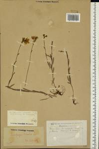 Saxifraga hirculus L., Eastern Europe, Eastern region (E10) (Russia)