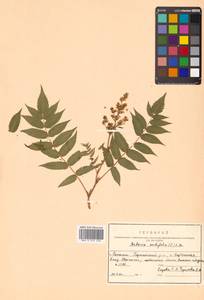 Sorbaria sorbifolia (L.) A. Braun, Siberia, Russian Far East (S6) (Russia)