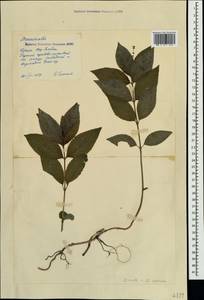 Mercurialis × paxii Graebn., Crimea (KRYM) (Russia)