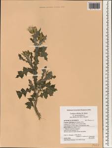 Carduus pycnocephalus subsp. albidus (M. Bieb.) Kazmi, South Asia, South Asia (Asia outside ex-Soviet states and Mongolia) (ASIA) (Cyprus)
