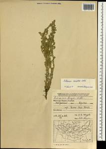 Artemisia caespitosa Ledeb., Mongolia (MONG) (Mongolia)