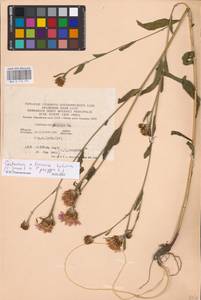 Centaurea ×livonica Weinm., Eastern Europe, West Ukrainian region (E13) (Ukraine)