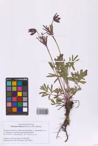 Pulsatilla dahurica (Fisch. ex DC.) Spreng., Siberia, Russian Far East (S6) (Russia)