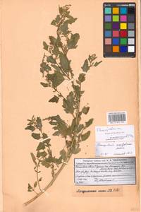 Chenopodium acerifolium Andrz., Eastern Europe, Moscow region (E4a) (Russia)